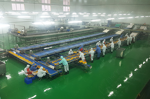 網(wǎng)帶輸送線(xiàn)